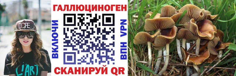 Галлюциногенные грибы Psilocybe Староминская